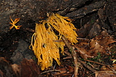 p1005753.jpg
