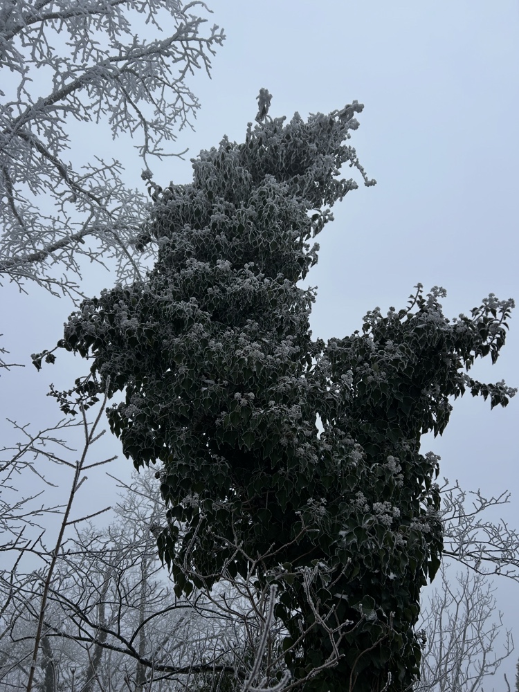 img_4595.jpeg