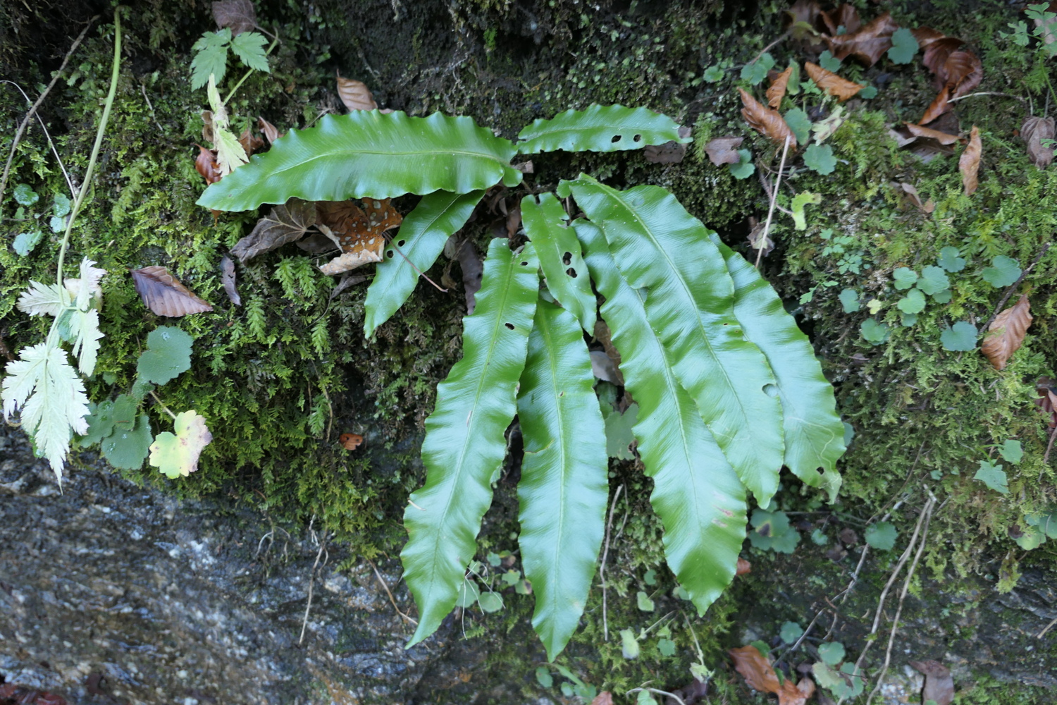 p1050342.jpg