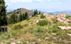 Silver Peak