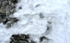 Spitzhorli