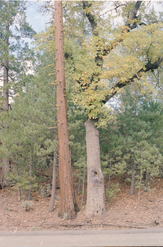 140_erste_redwoods.jpg