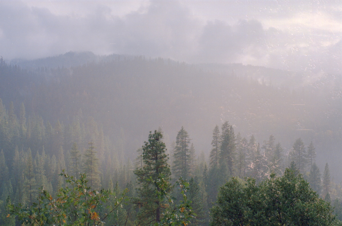147_nochmal_wald.jpg