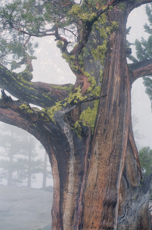 166_sequoia_im_nebel.jpg