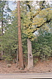 140_erste_redwoods.jpg