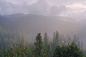 147_nochmal_wald.jpg