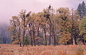 159_baumgruppe.jpg