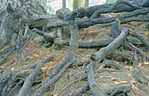 160_wurzelwerk.jpg