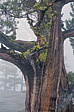 166_sequoia_im_nebel.jpg