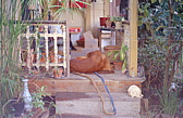 188_auf_der_veranda.jpg
