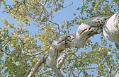 193_in_suedkalifornien.jpg