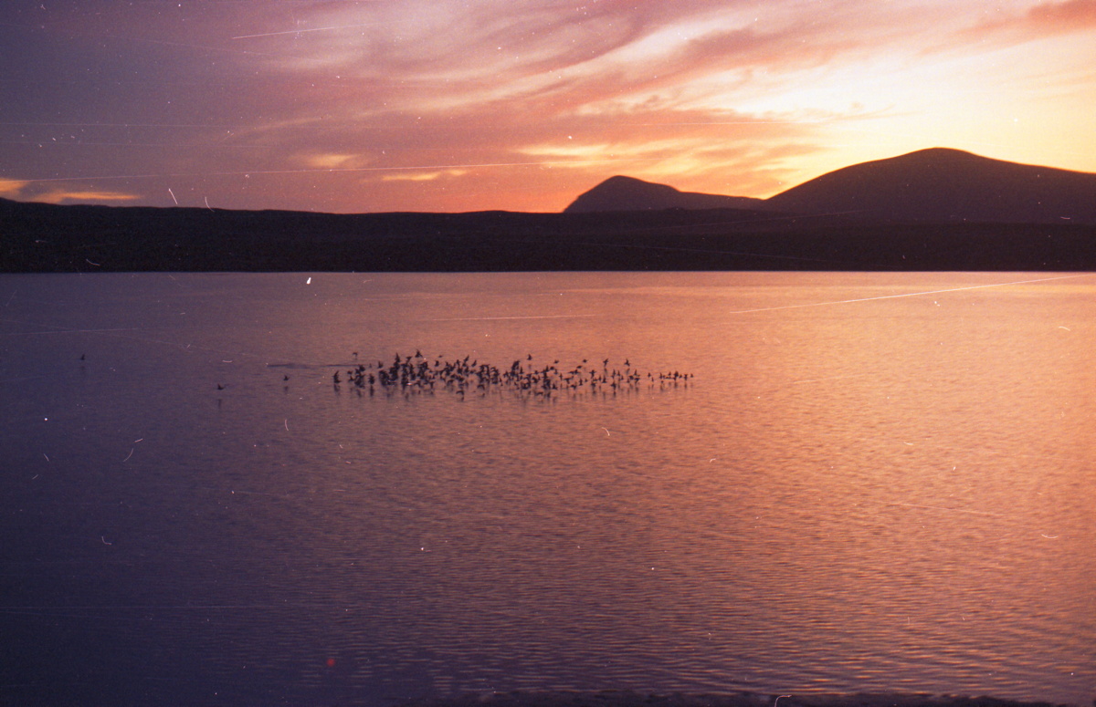 223_voegel_auf_der_lagune.jpg