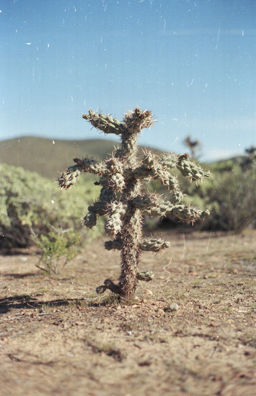 228_netter_joshua_tree.jpg
