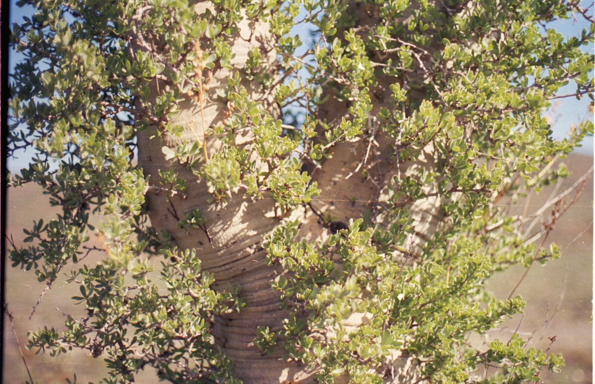 230_elefantenbaum.jpg