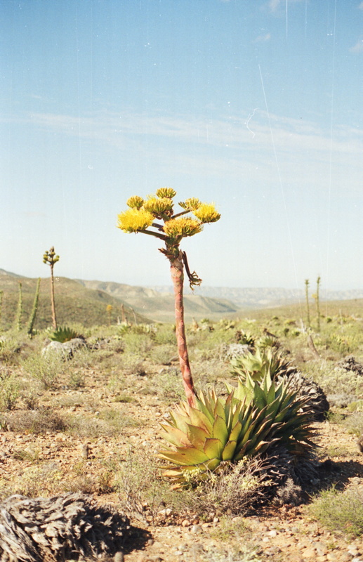 237_dolle_agave.jpg