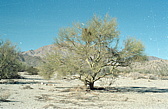 216_san_felipe_nach_ensenada.jpg