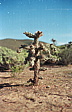 228_netter_joshua_tree.jpg