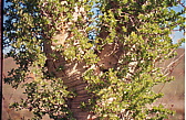 230_elefantenbaum.jpg
