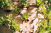 231_mehr_elefantenbaum.jpg