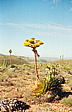 237_dolle_agave.jpg