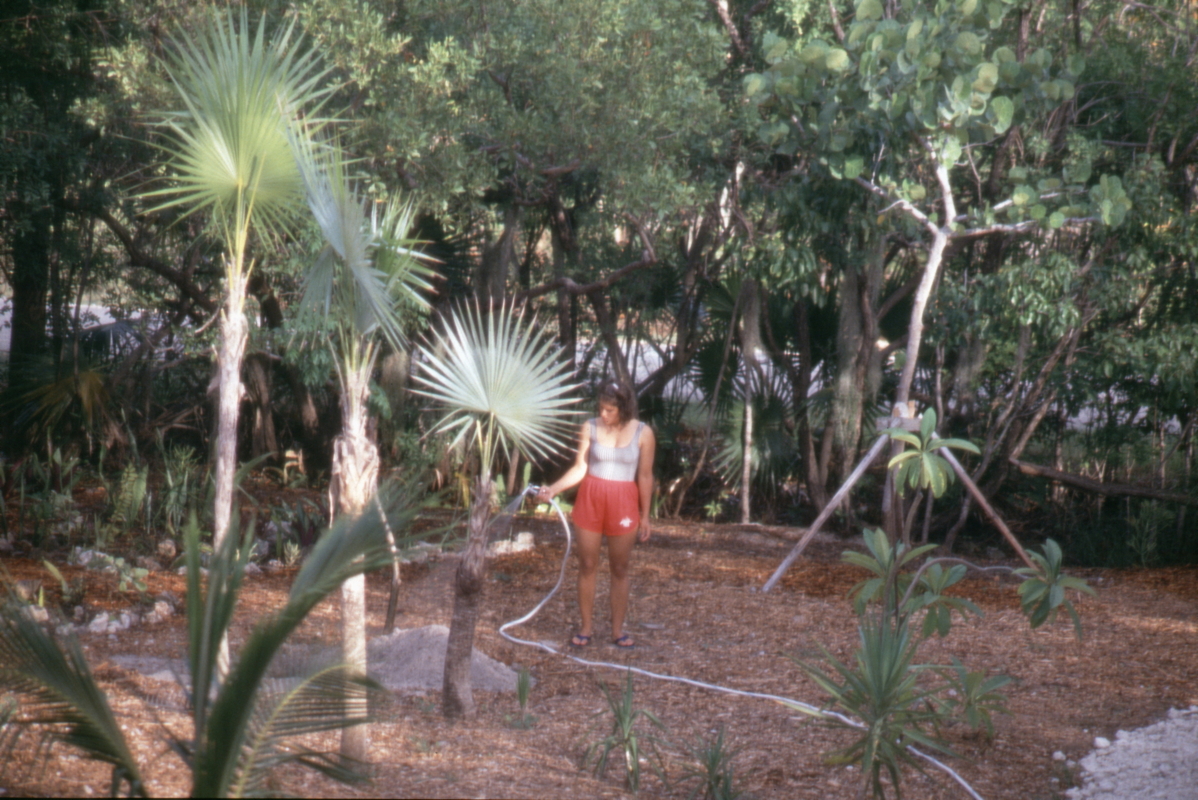 005_palmenpflege.jpg