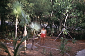 005_palmenpflege.jpg