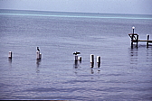 007_kormorane_zu_besuch.jpg