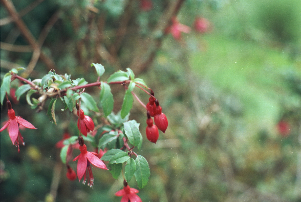 018-hibiskus.jpg