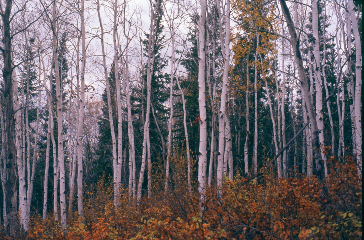 101_im_geisterwald.jpg