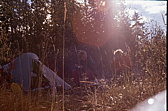 066_struppig_im_gras.jpg