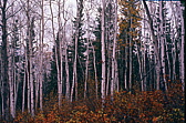 101_im_geisterwald.jpg