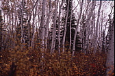 103_mehr_geisterwald.jpg