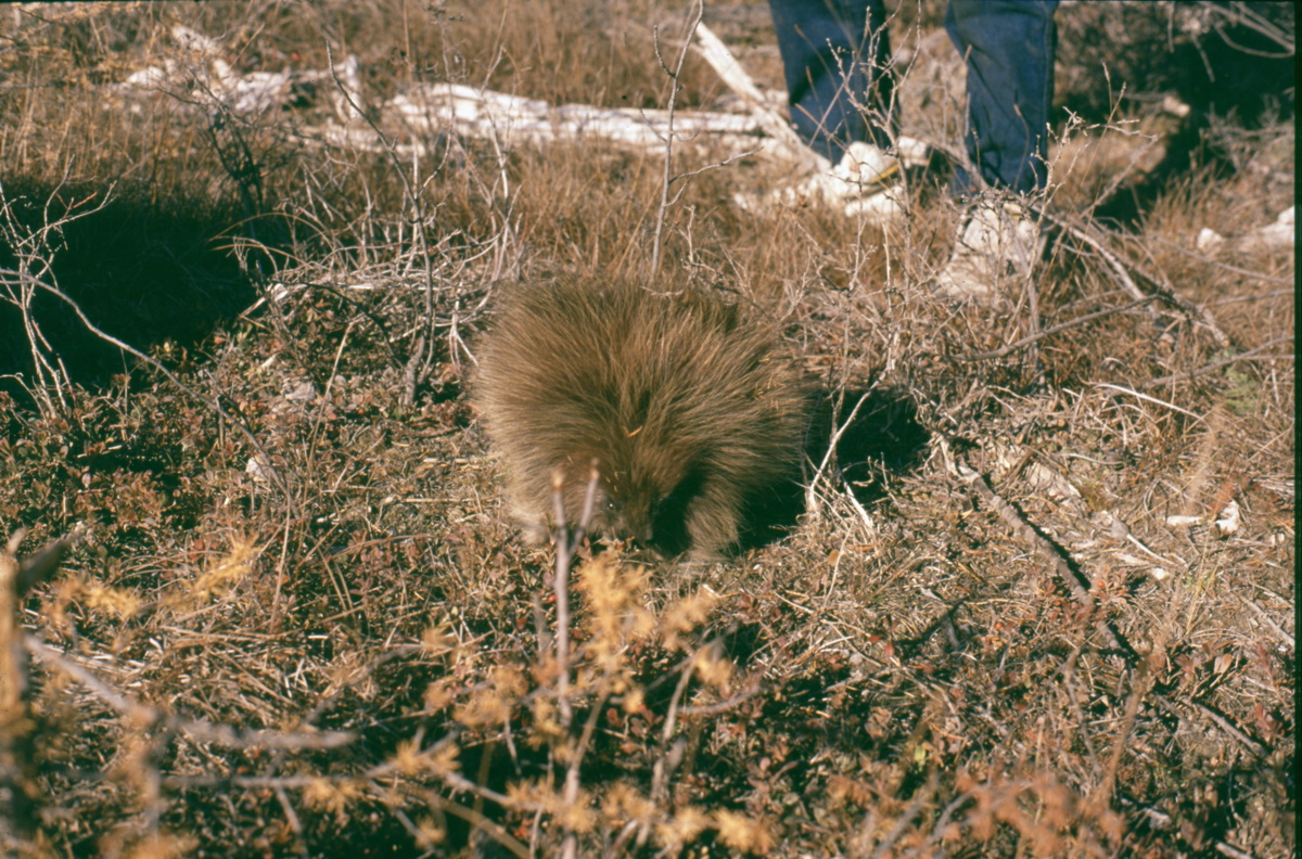 122_stachelschwein.jpg