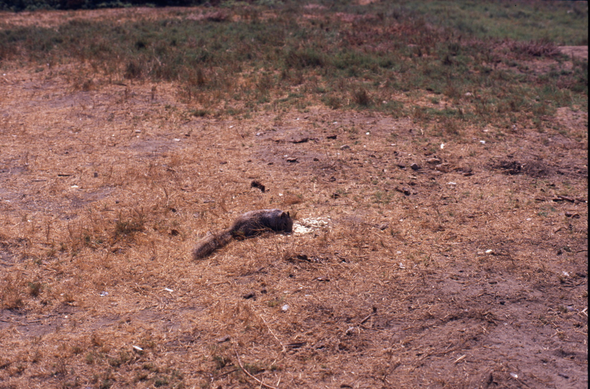 134_fettes_squirrel.jpg