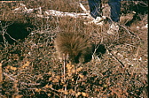 122_stachelschwein.jpg