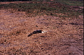 134_fettes_squirrel.jpg