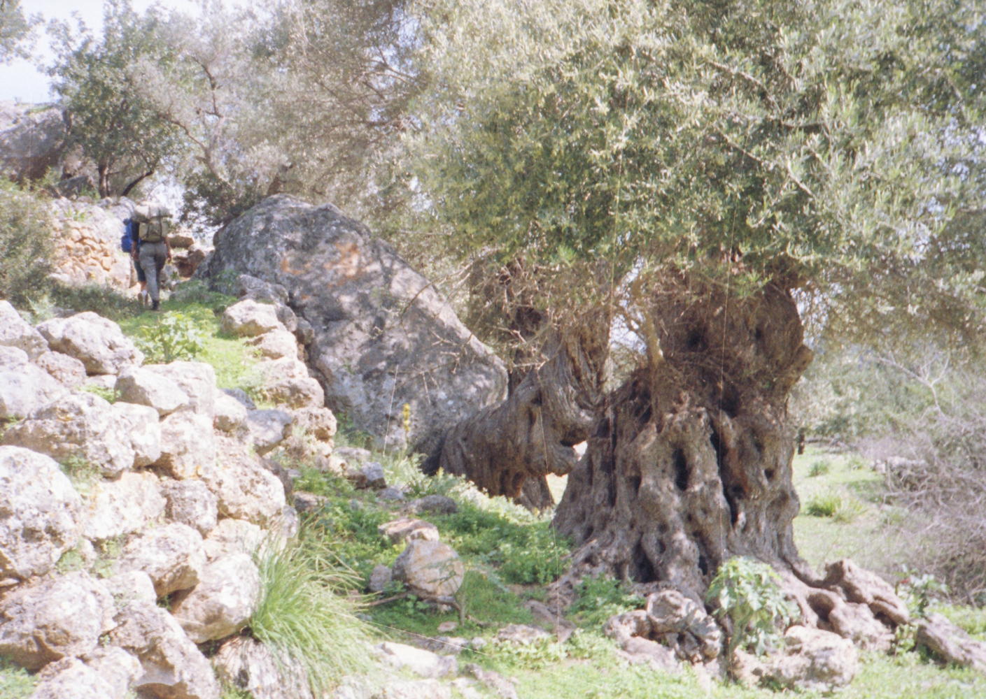052_olivenbaum_in_lissos.jpg