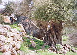 052_olivenbaum_in_lissos.jpg