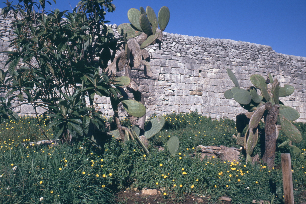 021_kakteen_im_garten.jpg