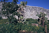021_kakteen_im_garten.jpg