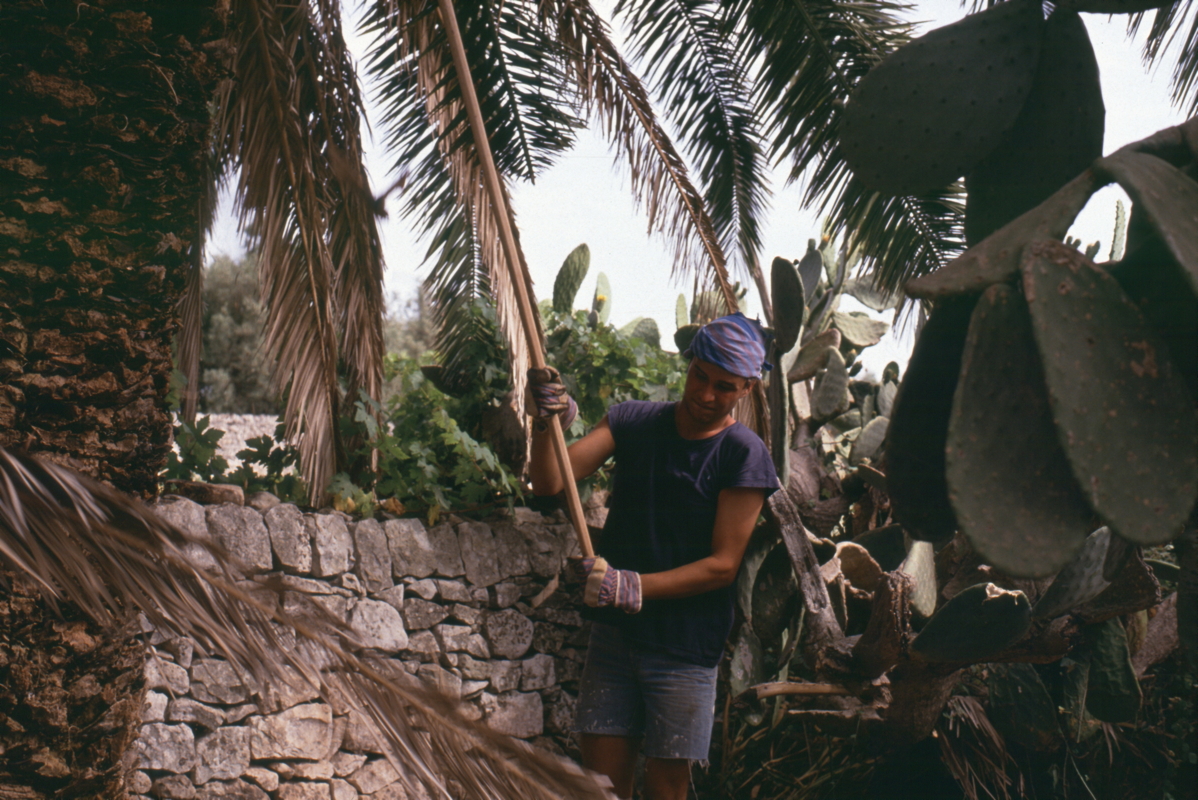 020_palme_putzen.jpg