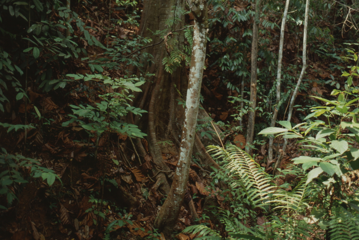 043_urwald.jpg