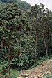 038_gruene_hoelle.jpg