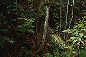 043_urwald.jpg