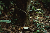046_kautschukbaum.jpg