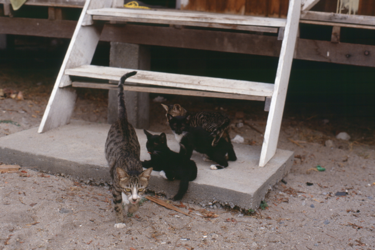 070_katzenkinder.jpg