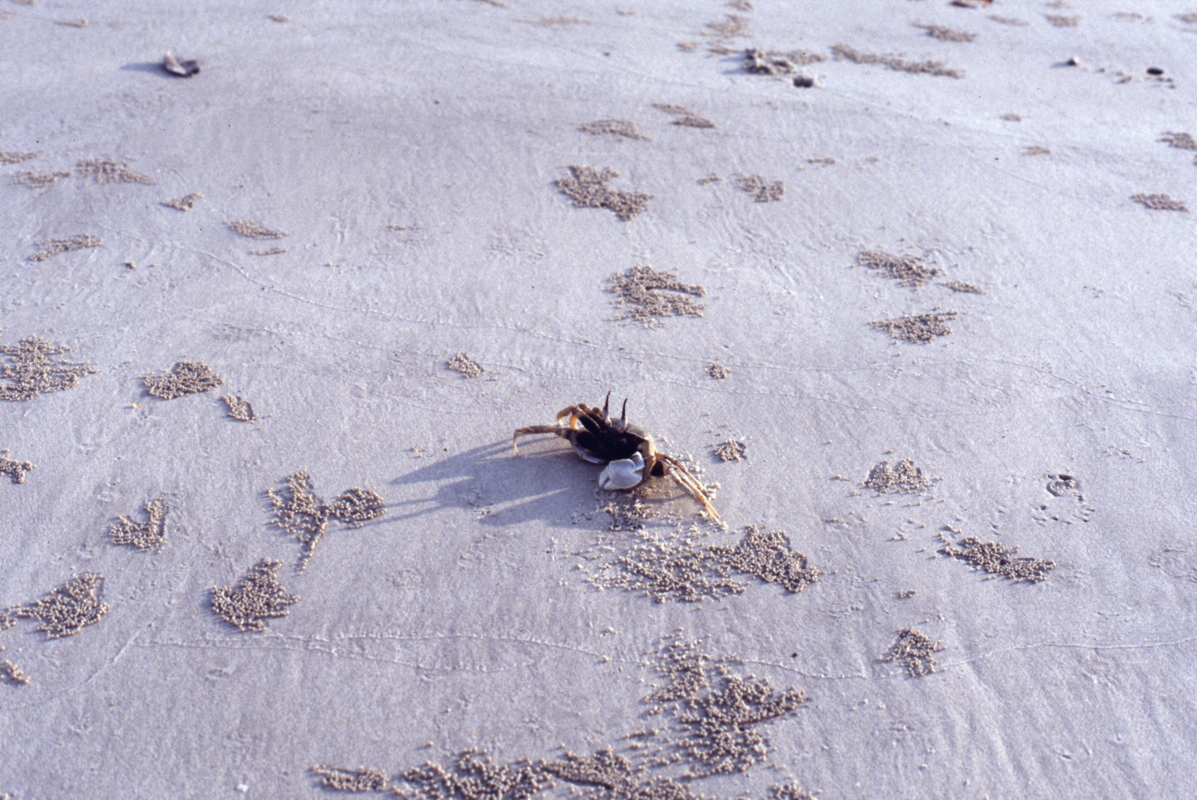 073_sandkugelkrabbe.jpg