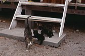070_katzenkinder.jpg