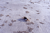073_sandkugelkrabbe.jpg