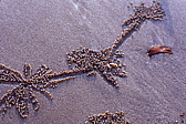 080_pillendreher.jpg